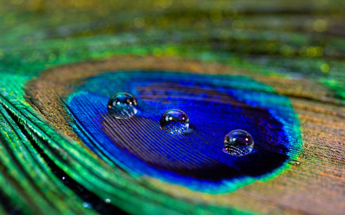 Gotas de agua sobre el ojo de una pluma de pavo real